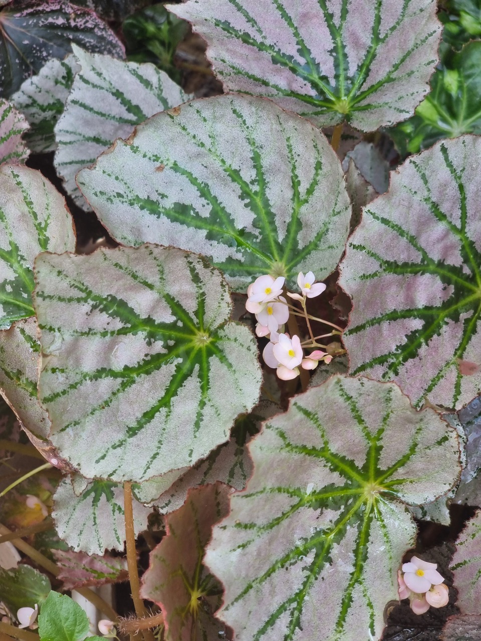 B. ‘Seńora Katherine Estaya’